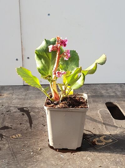 Garten-Bergenie 'Morgenröte' / Bergenia cordifolia 'Morgenröte'