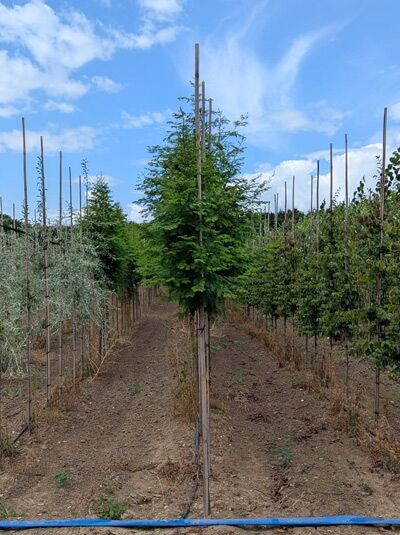 Urweltmammutbaum / Wasserlärche / Wassertanne  / Urweltmammutbaum / Wasserlärche / Wassertanne 