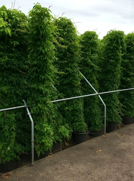 Parthenocissus quinquefolia 'Engelmannii', Selbstklimmender Mauerwein 'Engelmannii', Kletterpflanze im Container C20, 250-300 cm