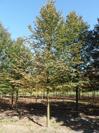 Acer campestre (Feld-Ahorn) Hochstamm 35-40 StU mit Drahtballen, junger Baum mit geradem Stamm und dichtem Laubkrone.