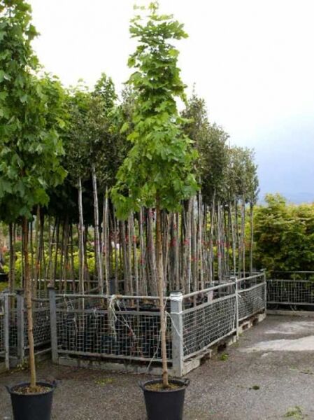 Spitz-Ahorn Acer platanoides 'Summershade', Hochstamm 10-12 StU im Container, junger Baum mit grünem Laub und geradem Stamm.