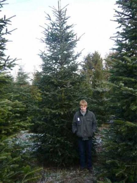 Abies nordmanniana / Nordmanns-Tanne / Kaukasus-Tanne