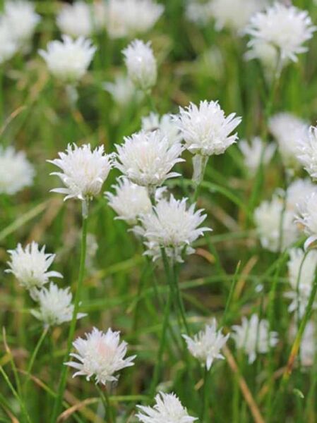 Weißer Schnitt-Lauch 'Corsican White' / Allium schoenoprasum 'Corsican White'
