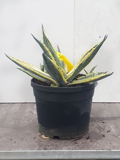 Amerikanische Agave 'Variegata' / Amerikanische Agave 'Variegata'