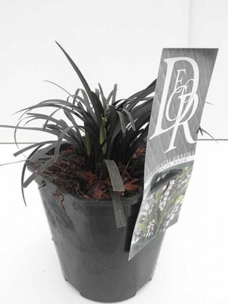 Ophiopogon planiscapus 'Nigrescens' (Schwarzer Schlangenbart), dunkelblättriger Garten-Schlangenbart, Pflanze im Topf C2.