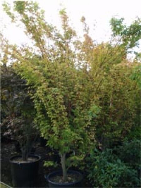 Korallenrinden-Ahorn (Acer palmatum 'Sango-kaku') als mehrstämmiger Kübelbaum, 125–150 cm, Container C35, mit grünem Laub.