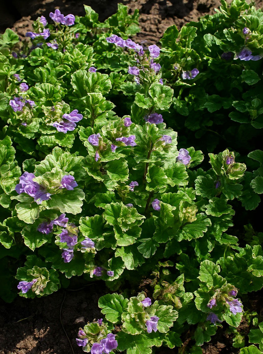 Gundermann - Glechoma hederacea - Baumschule NewGarden