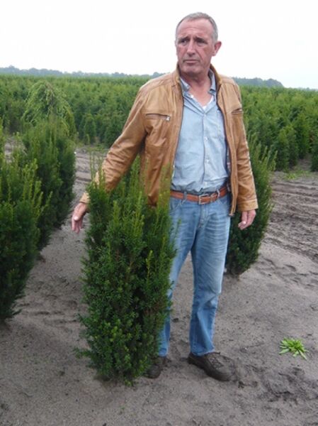 Taxus media 'Rising Star' / männliche Bechereibe 'Rising Star' 100-125 cm m. B. Solitär