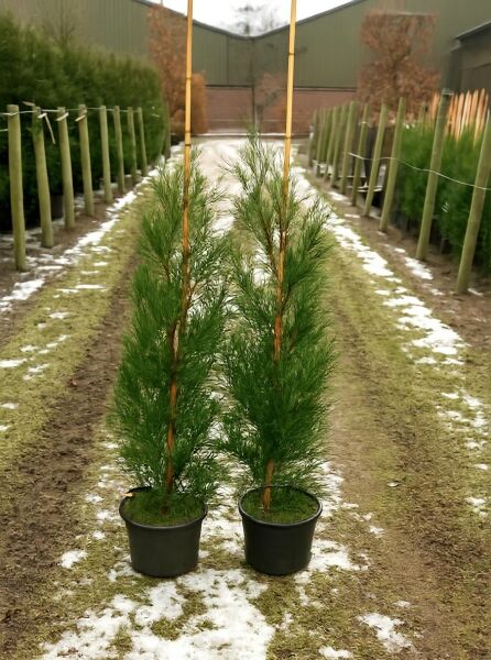 Grüne Bastardzypresse '2001' (Cupressocyparis leylandii '2001') 100-125 cm C4, zwei schlanke, aufgebundene Topfpflanzen.