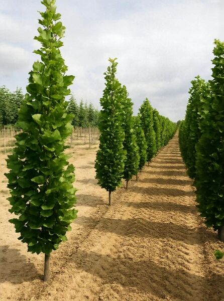 Liriodendron tulipifera 'Fastigiatum' / Säulen-Tulpenbaum 300-350 cm m. Db., säulenförmige Bäume mit grünem Laub in Reihe.