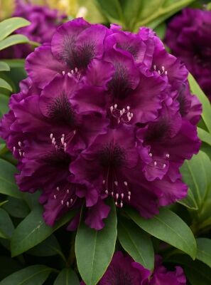 Rhododendron 'Midnight Beauty' - Rhododendron Hybride 'Midnight Beauty'