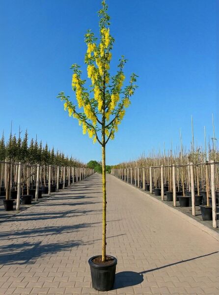 Laburnum anagyroides (Gemeiner Goldregen) Hochstamm 12-14 StU im Container mit gelben Blütentrauben und grünem Laub