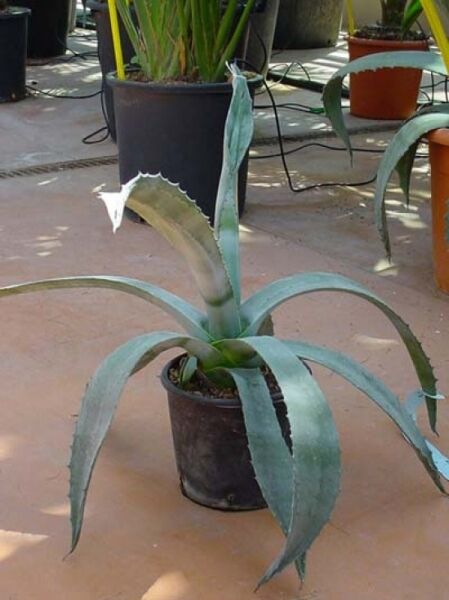 Amerikanische Agave / Amerikanische Agave