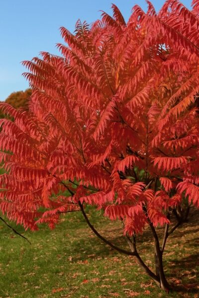 Farnwedel-Sumach 'Dissecta' / Geschlitztblättriger Essigbaum 'Dissecta' / Farnwedel-Sumach 'Dissecta' / Geschlitztblättriger Essigbaum 'Dissecta'