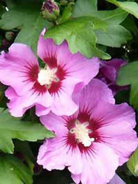 Garten-Eibisch 'Pink Giant' / Strauch-Eibisch 'Pink Giant' / Hibiscus syriacus 'Pink Giant ®'