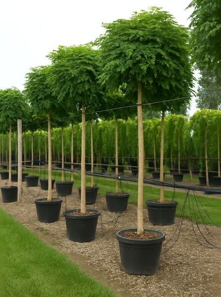 Robinia pseudoacacia 'Umbraculifera' (Kugel-Robinie/Kugel-Akazie), 225 cm Stamm, 16-18 StU, im Container mit kugeliger Krone