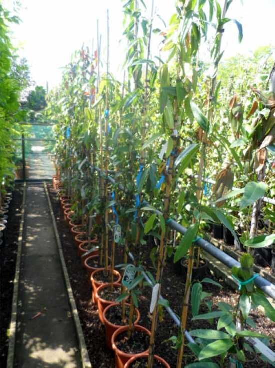 Produktbild von Clematis Armandii – Immergrüne Waldrebe 60-80 Cm – Winterharte Kletterpflanze Für Garten, Zaun & Pergola – Pflegeleicht, Blüht Weiß & Duftend