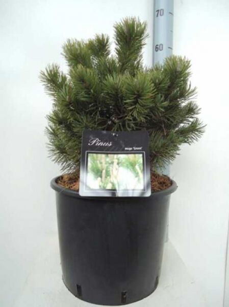 Pinus mugo 'Gnom' / Strauchkiefer 'Gnom' 30–40 cm C10 im Topf, kompakter Nadelstrauch mit dichtem, grünem Wuchs