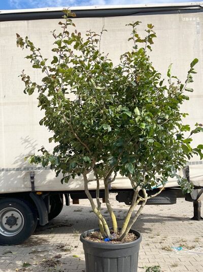 Eisenholzbaum / Parrotie 250-275 cm / Parrotia persica mehrstämmig (1577325)