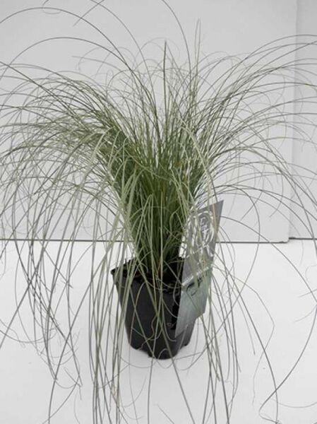 Carex comans 'Frosted Curls' / Carex albula 'Frosted Curls' / Neuseeland Segge