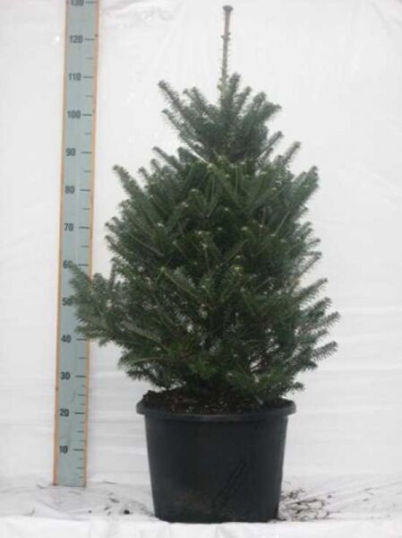 Abies koreana / Korea-Tanne