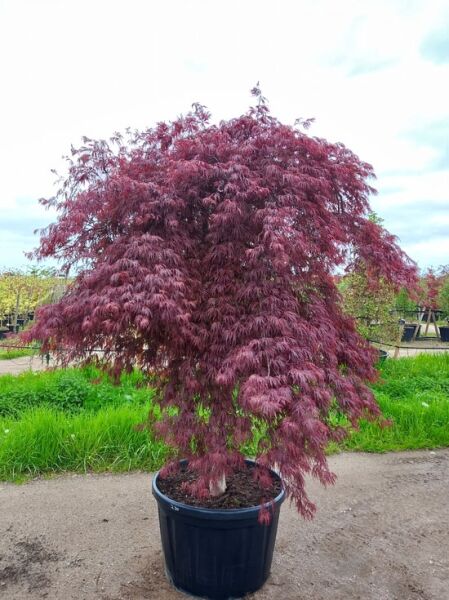 Fächer-Ahorn Acer palmatum 'Inaba shidare' 175-200 cm C200, rotes, überhängendes Laub im Container auf Baumschulfläche