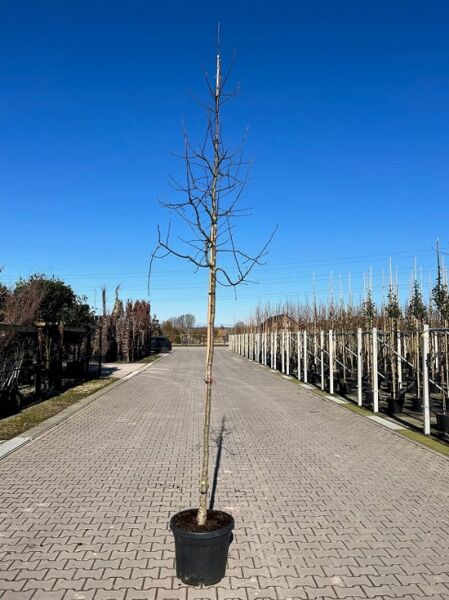 Malus 'Rudolph' / Zierapfel 'Rudolph' Hochstamm 12-14 StU im Container, laubloser Baum mit geradem Stamm und verzweigter Krone.