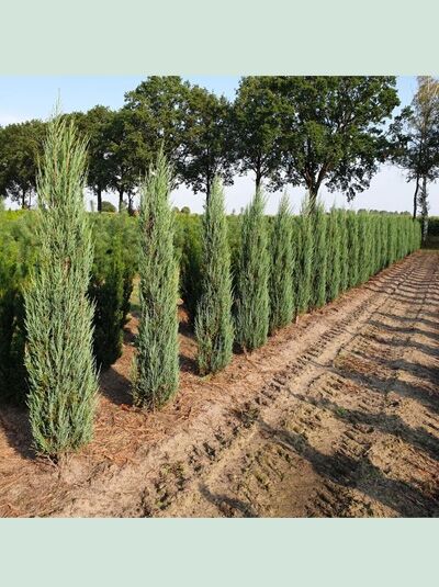 Blauer Raketen-Wacholder / Blauer Raketen-Wacholder