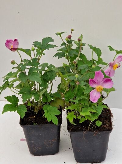 Japan-Herbst-Anemone 'Splendens' (Anemone hupehensis) im P9-Topf, grüne Blätter mit rosa Blüten und Knospen