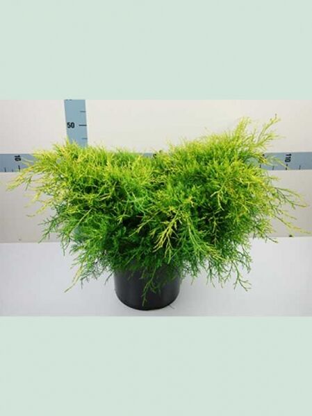 Juniperus pfitzeriana 'Gold Coast' / Goldener Pfitzer-Wacholder, buschig im Topf, 50–60 cm breit, C12