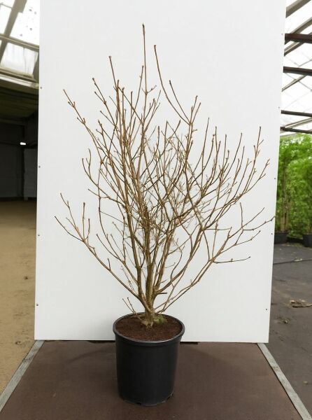 Viburnum carlesii 'Diana' / Schneeball 'Diana', mehrtriebiger Strauch im C20-Container, 150-175 cm hoch