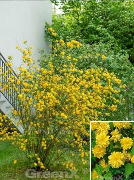 Gefüllter Ranunkelstrauch / Kerria japonica 'Pleniflora'