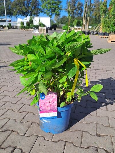 Bauern-Hortensie (Hydrangea macrophylla) 'Endless Summer ®' rose im 10-Liter-Topf, 40–60 cm, mit grünem Laub und Knospen.