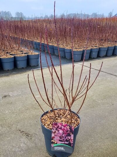 Roter Perückenstrauch 'Royal Purple' (Cotinus coggygria) 60-80 cm C5, mehrtriebiger Strauch im Container mit Etikett