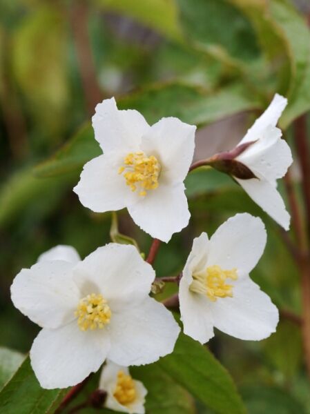 Philadelphus 'Starbright'® / Garten-Jasmin 'Starbright'® mit weißen Blüten und gelben Staubblättern am Zweig