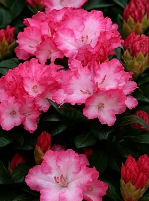 Rhododendron 'Kerstine' - Rhododendron yakushimanum 'Kerstine' - Baumschule  NewGarden