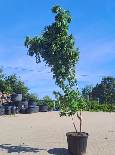 Zwerg-Korkenzieher-Robinie 'Twisty Baby' 350-400 cm / Robinia pseudoacacia 'Twisty Baby' (1577141)
