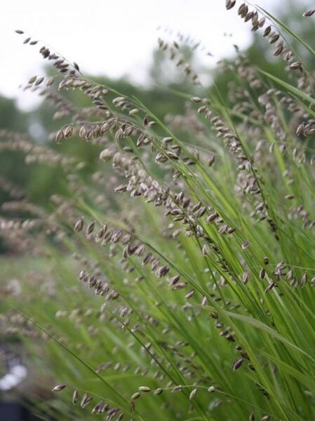 Nickendes Perlgras / Melica nutans