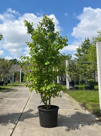 Eisenholzbaum / Parrotie / Parrotia persica 175-200 cm mehrstämmig Schirmform