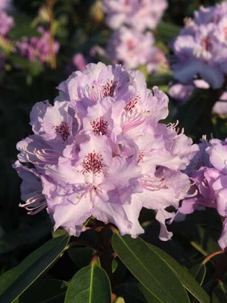 Rhododendron 'Lavendeltraum' / Rhododendron Hybride 'Lavendeltraum'