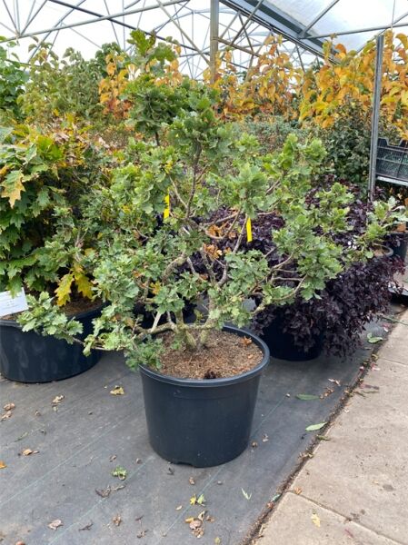 Kleinbleibende Stiel-Eiche 'Compacta' / Quercus robur 'Compacta'