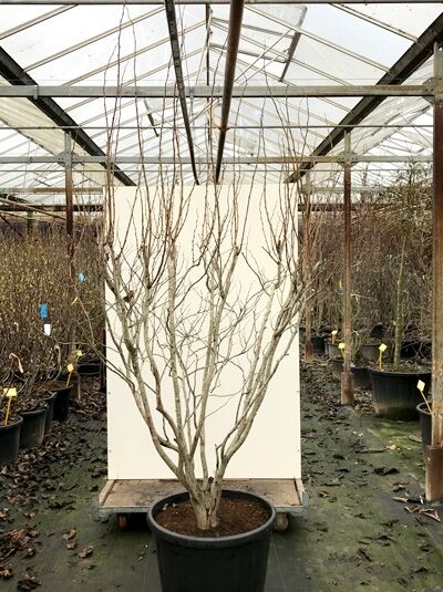 Weißblühender chinesischer Judasbaum 'Shirobana' (Cercis chinensis) 200-250 cm im Pflanzcontainer C110, mehrstämmig, laubfrei verzweigt.