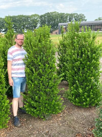 Kleinlaubige Japan-Hülse Ilex 'Impala'® 175-200 cm mit Drahtballen, dicht verzweigter Solitär-Strauch in Baumschule