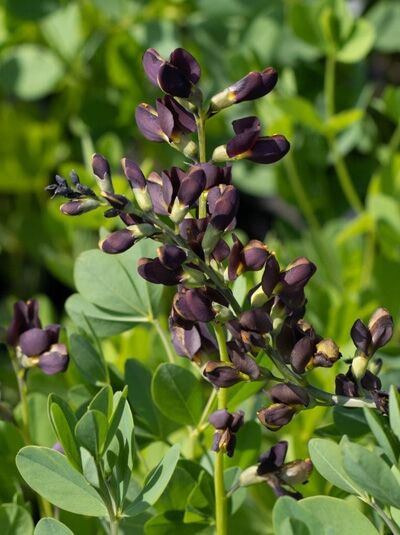 Färberhülse 'Dutch Chocolate ®' / Baptisia x variicolor 'Dutch Chocolate ®'