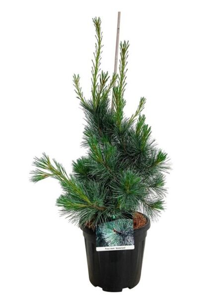 Före-Ammerland / Kiefer 'Ammerland' / Pinus monticola 'Ammerland'