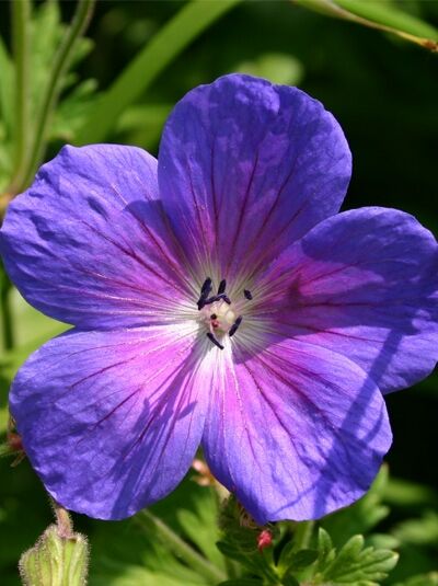 Himalaya-Storchschnabel 'Gravetye' - Geranium himalayense 'Gravetye'