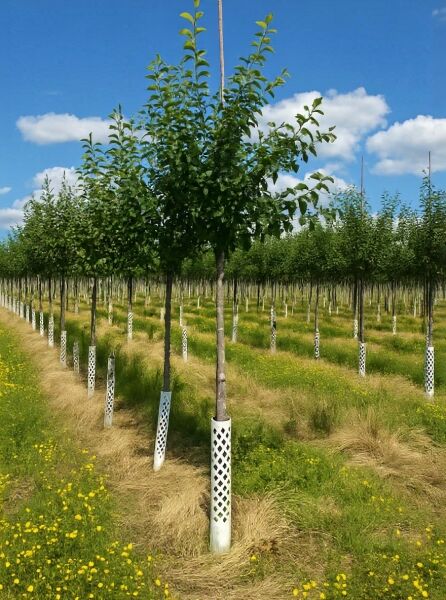 Prunus domestica 'Voyageur' / Pflaume 'Voyageur' Hochstamm 14-16 StU m. Db., Baum im Pflanzfeld mit grünem Laub