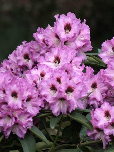Rhododendron 'Mercator' / Rhododendron praevernum 'Mercator'