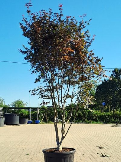 Fächer-Ahorn / Japanischer Ahorn 300-350 cm - Acer palmatum 'Bloodgood' (1577191)