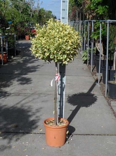 Japanischer Spindelstrauch 'Bravo' (Euonymus japonicus) als Hochstamm, ca. 80 cm Stamm, im C20 Container, panaschiertes Laub.